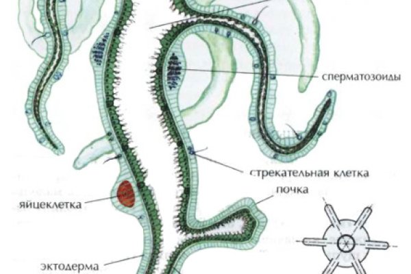 Почему не заходит на кракен