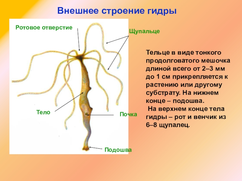 Кракен наркомагазин